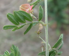 Indigofera poliotes