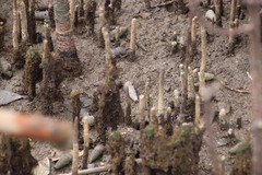 Cerithidea decollata