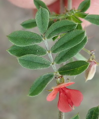 Indigofera poliotes