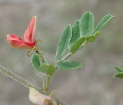 Indigofera poliotes