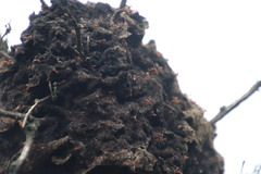 Crematogaster castanea castanea