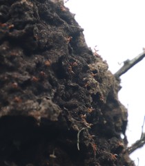 Crematogaster castanea castanea