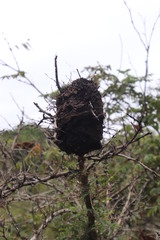 Crematogaster castanea castanea