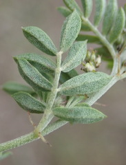 Indigofera poliotes