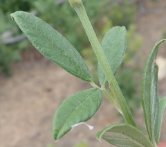 Psoralea sericea