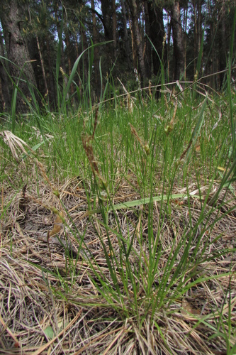 Image of Carex supina by no rights reserved