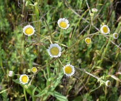 Erigeron strigosus strigosus