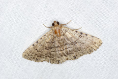 Diatenes aglossoides