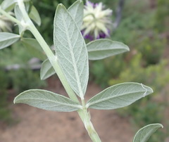 Psoralea sericea