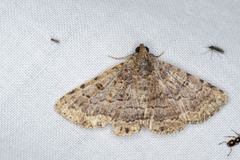 Diatenes aglossoides