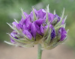 Psoralea sericea