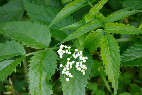 Sambucus gaudichaudiana (Sambucus gaudichaudiana)