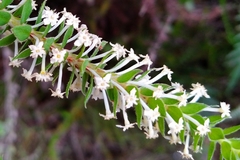 Struthiola dodecandra