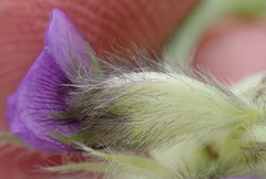 Psoralea sericea