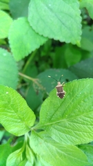Cletomorpha simulans