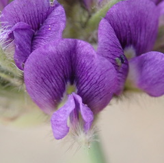 Psoralea sericea