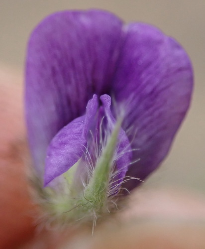 Psoralea sericea, photograph 6