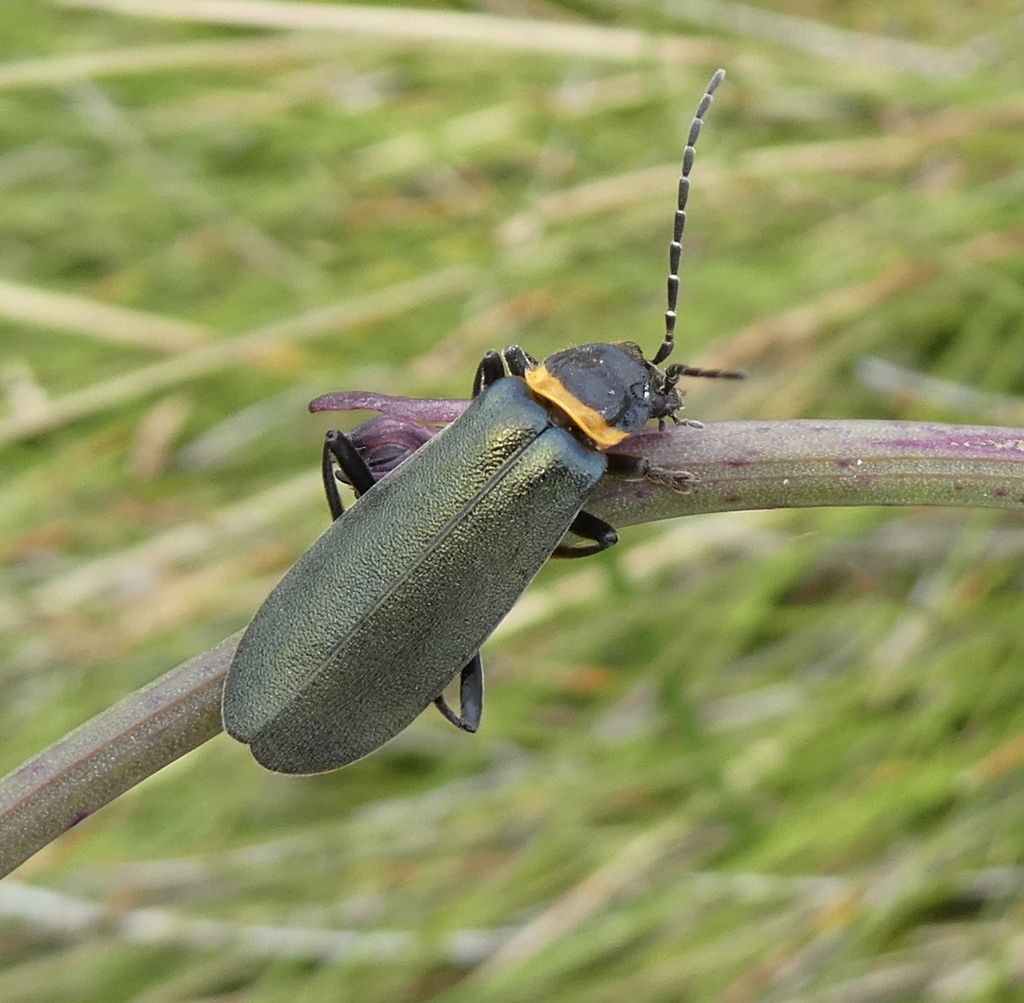 Plague Soldier Beetle from Hotham Heights VIC 3741, Australia on