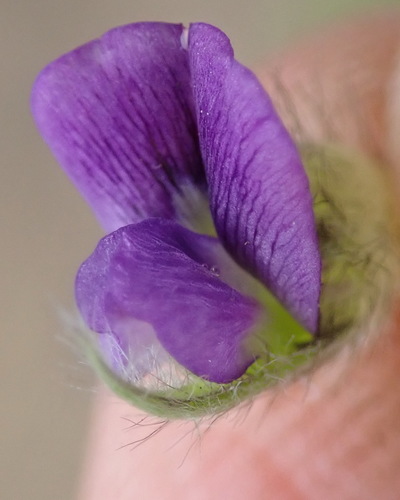 Psoralea sericea, photograph 5