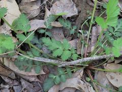 Geum vernum