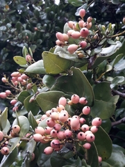 Cryptocarya alba