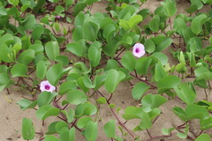 Ipomoea pes-caprae brasiliensis