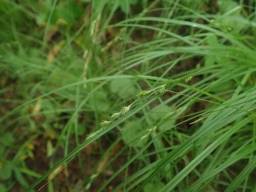 Carex rochebrunei iNat (2)