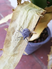 Peltasticus punctatus