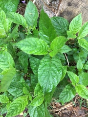 Hydrangea macrophylla