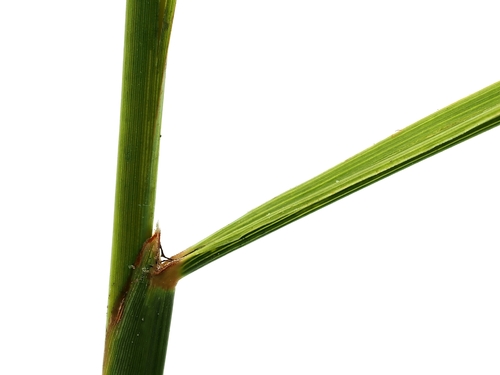 Image of Ischaemum australe by (c) Roland Muench, some rights reserved (CC BY)
