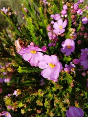 Lavoisiera