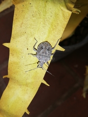 Peltasticus punctatus