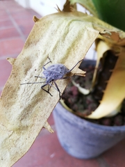 Peltasticus punctatus