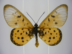 Acraea neobule neobule