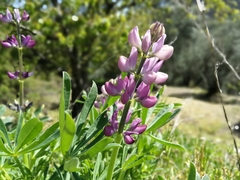 Lupinus hispanicus