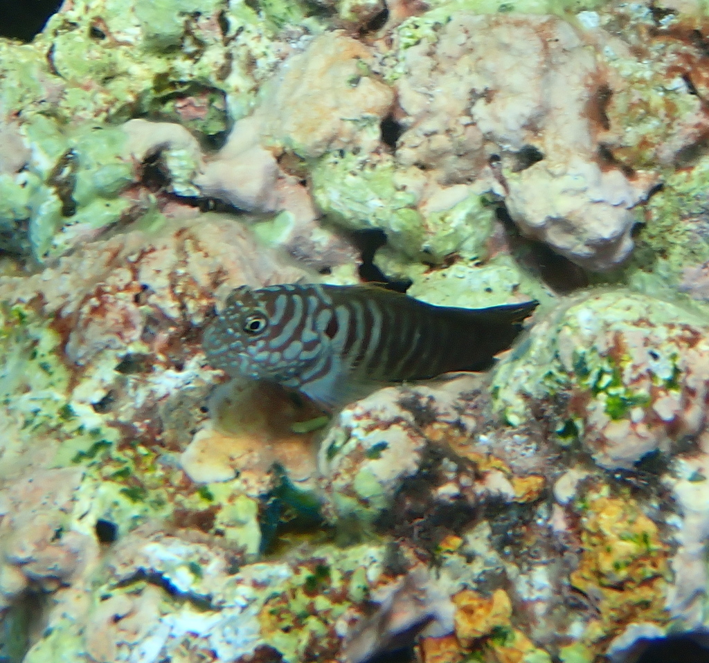 Barred Blenny