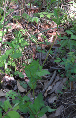 Geum vernum