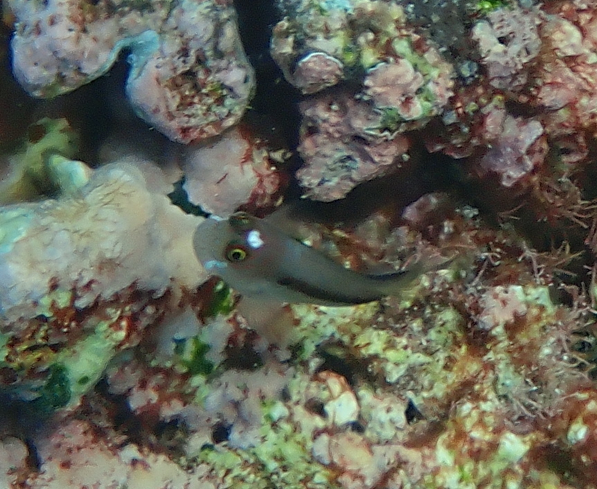 Barred blenny
