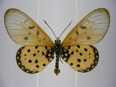 Acraea neobule neobule