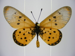 Acraea neobule neobule