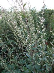 Artemisia stolonifera