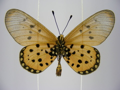 Acraea neobule neobule