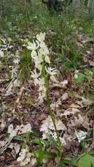 Orchis provincialis