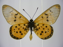 Acraea neobule neobule