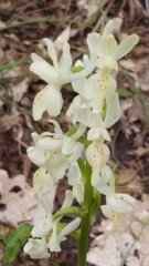Orchis provincialis