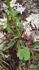 Orchis provincialis