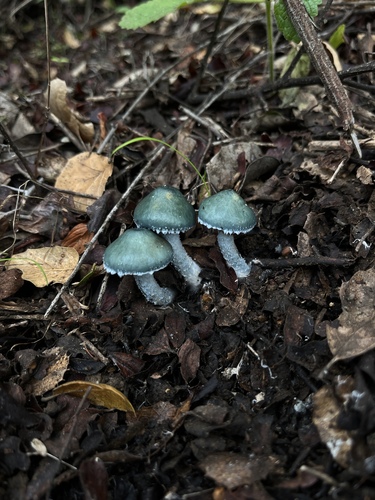 Verdigris Agaric (Stropharia aeruginosa)