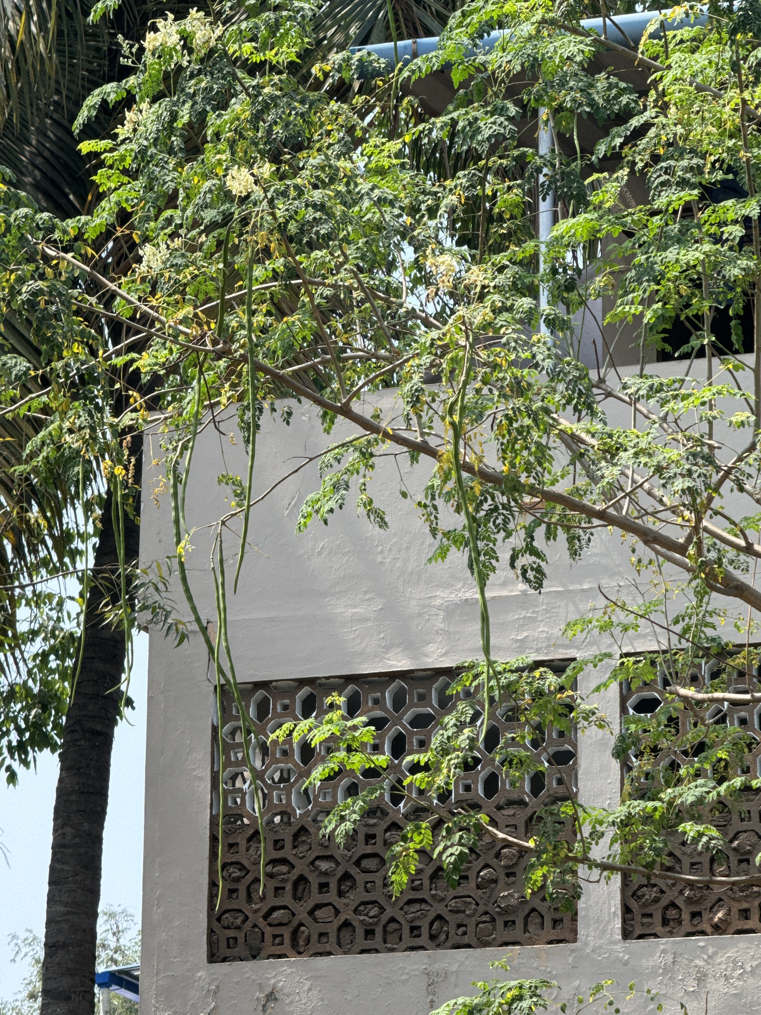 Imagem de Moringa