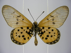 Acraea neobule neobule
