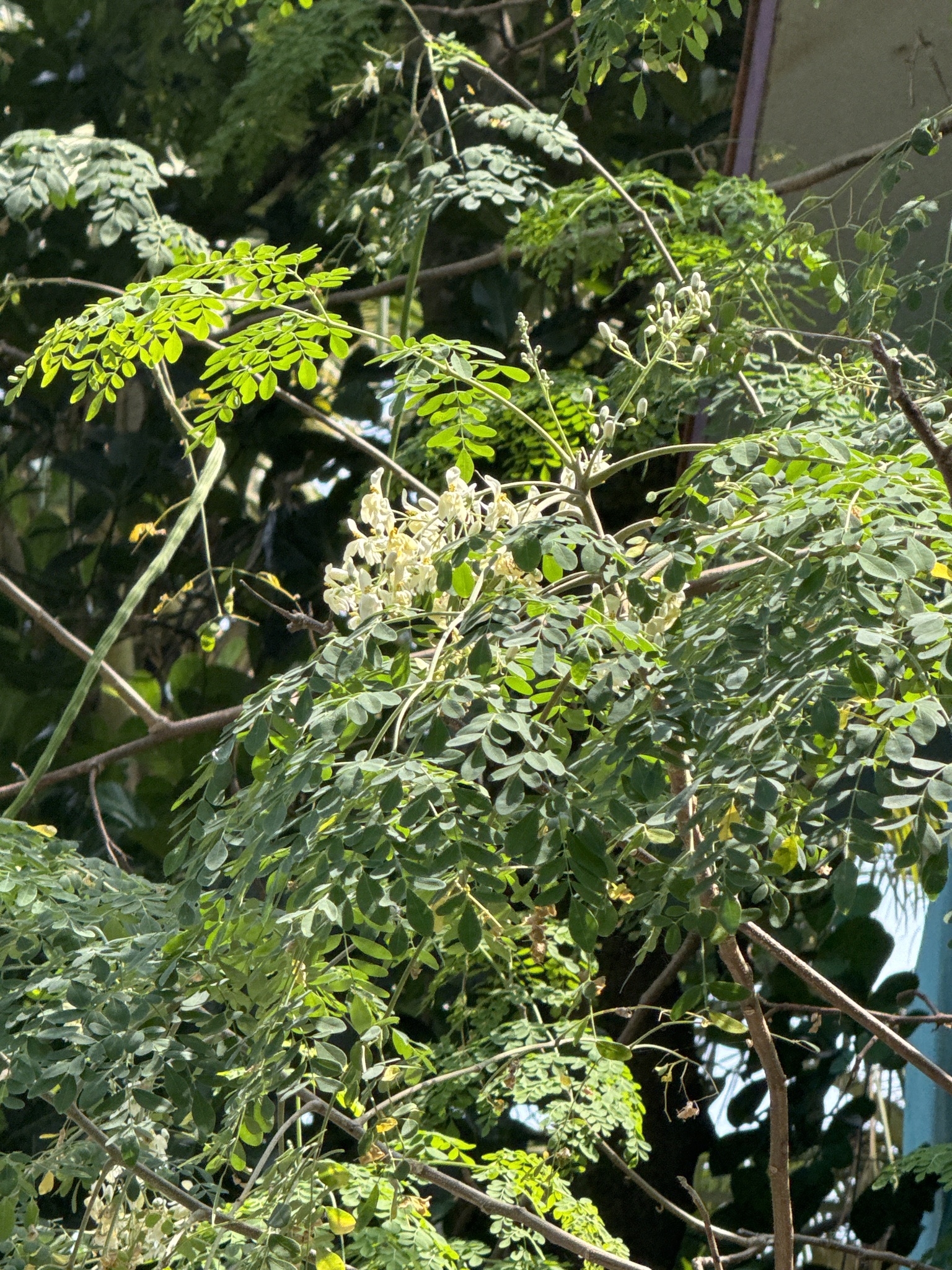 Imagem de Moringa